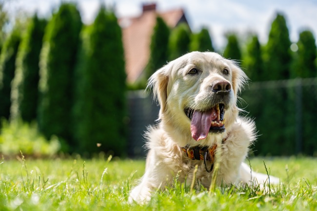 Por dónde sudan los perros
