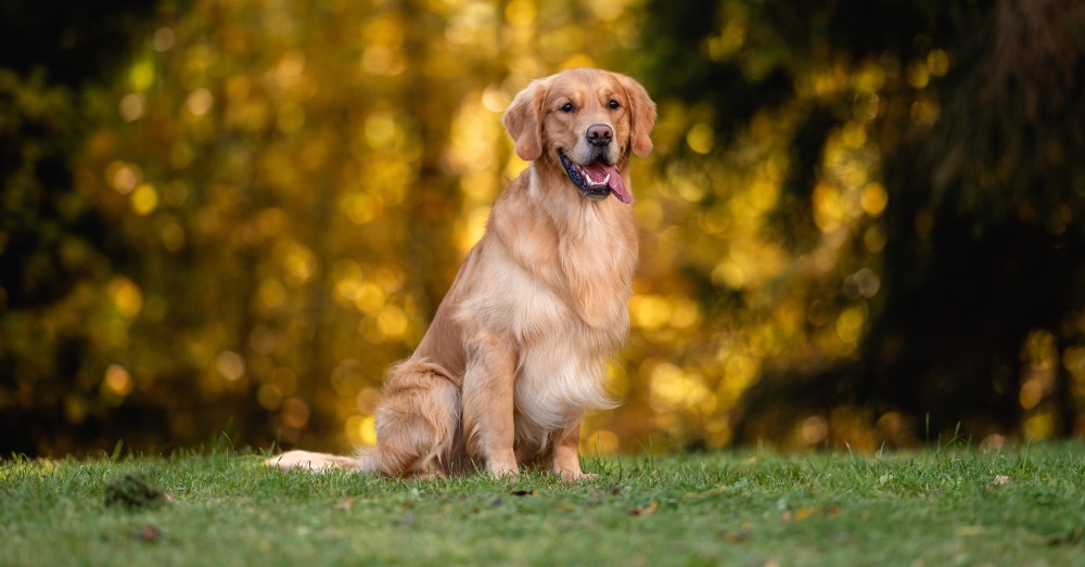 ¿Los perros sudan? ¿Por dónde y cómo regulan su temperatura corporal?