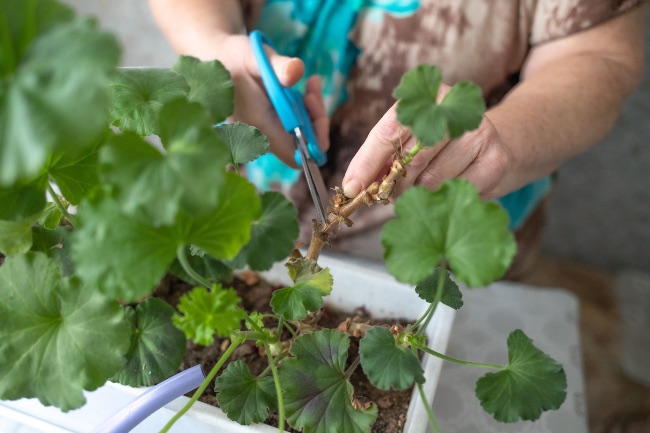 Poda, uno de los cuidados del pelargonio más importantes para la floración