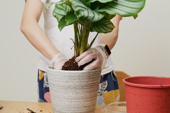 Trasplantar Calathea