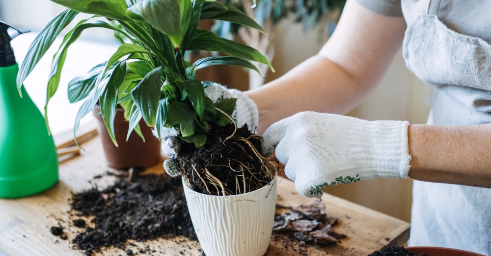 ¿Cuándo y cómo trasplantar tus plantas de interior?