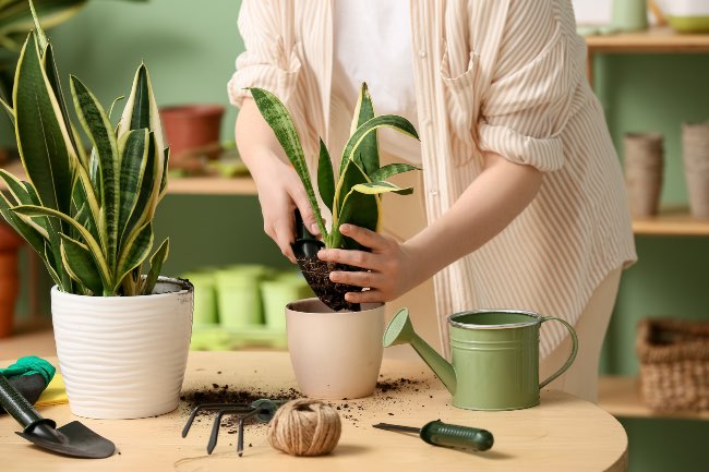 Trasplantar la sansevieria