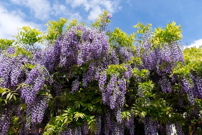 Cuidados de la Wisteria