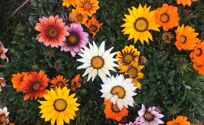Gazania en flor