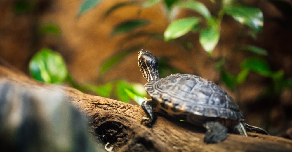 Cómo montar un acuario con tortugas: guía paso a paso