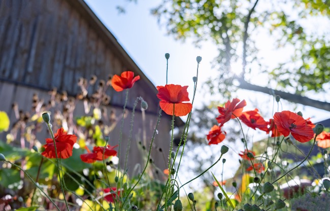 Amapolas Chaos Gardening