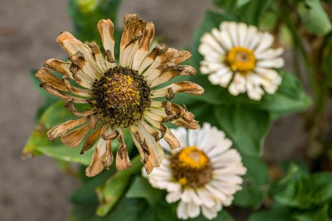 Cortar flores secas semillas