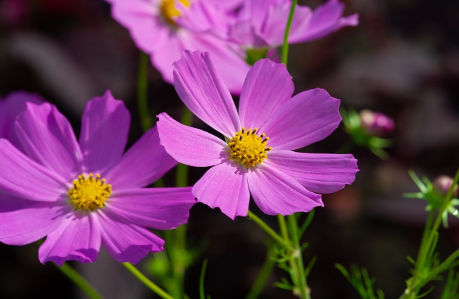 Flor de Cosmos