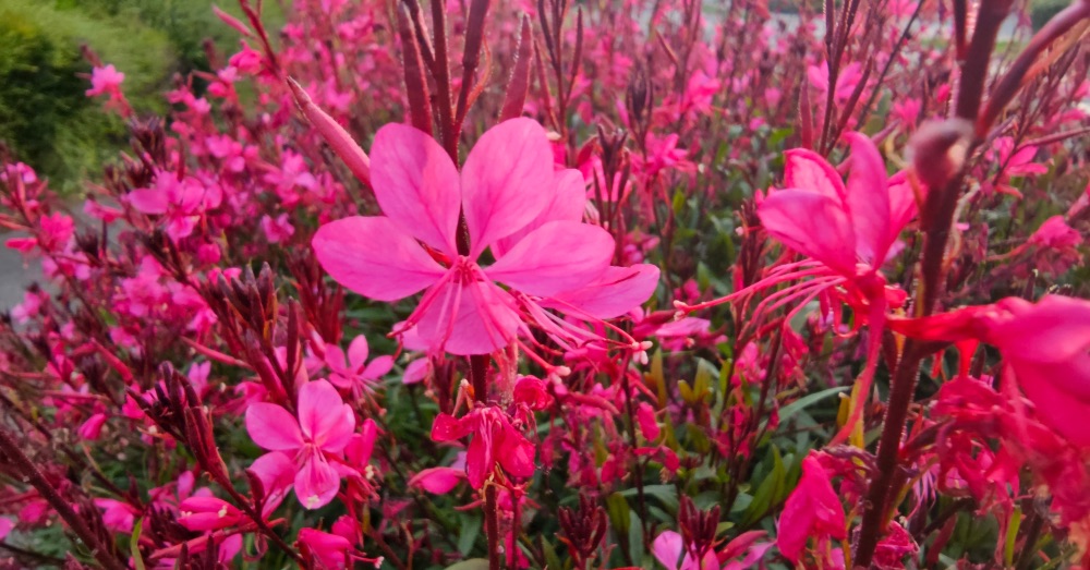 Cuidados de la gaura: todo sobre su ubicación, cultivo y poda