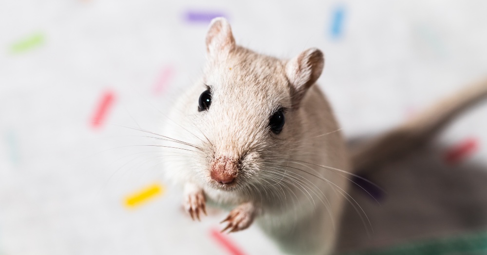 ¿Pensando en tener un jerbo como mascota? Descubre sus cuidados básicos