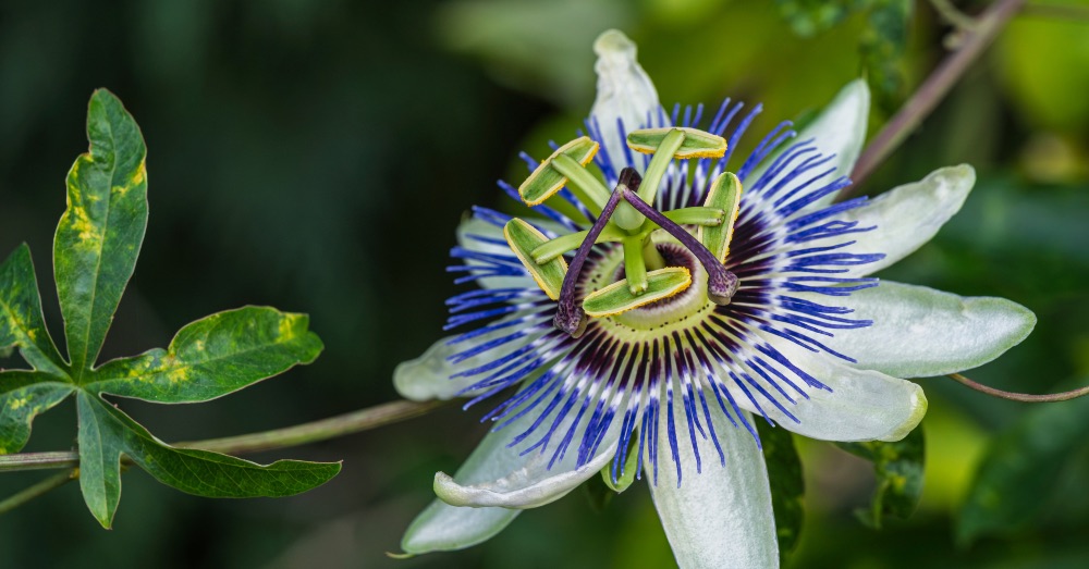 Cuidados de la pasiflora, planta pasionaria o flor de la pasión