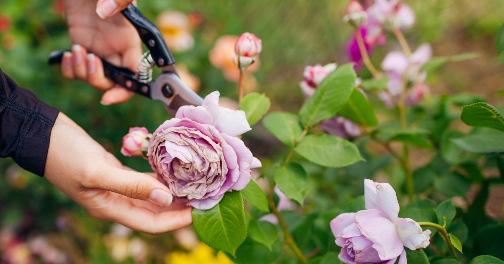 Deadheading: qué es y cómo aplicarlo para impulsar la floración de tus plantas