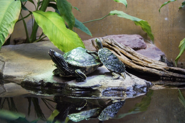 Decoración de acuario con tortugas