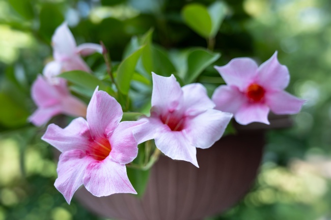 Dipladenia, plantas de sol directo que florecen todo el año