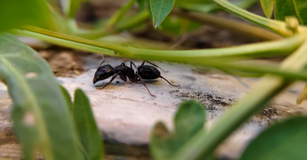 Las 5 soluciones más eficaces para eliminar las hormigas del jardín definitivamente