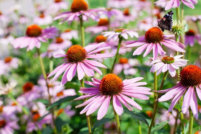 Flores de equinácea