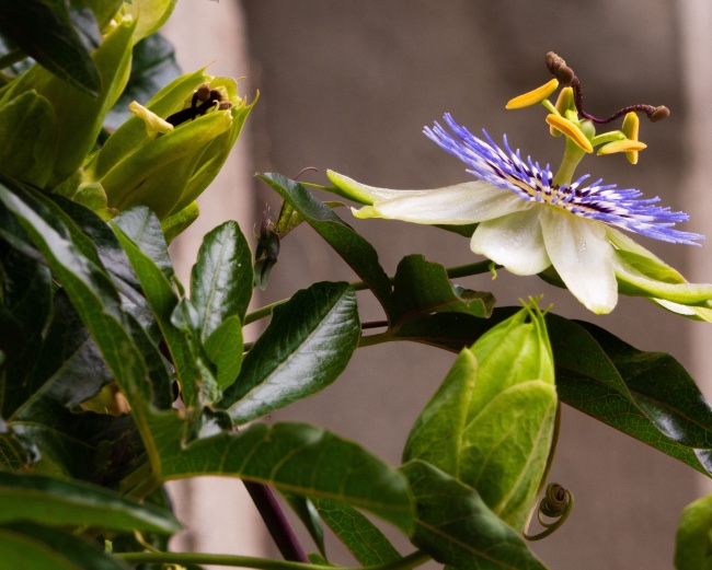 Flor de la pasión