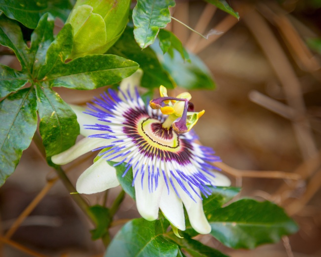 Floración de la pasiflora