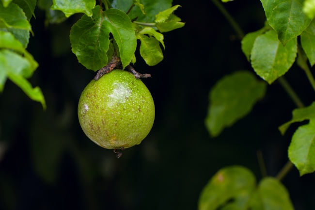 Fruto de la pasiflora