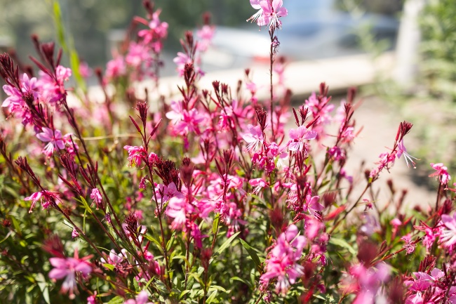 Gaura, plantas resistentes al sol directo