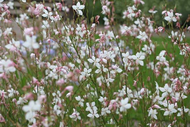 Gaura