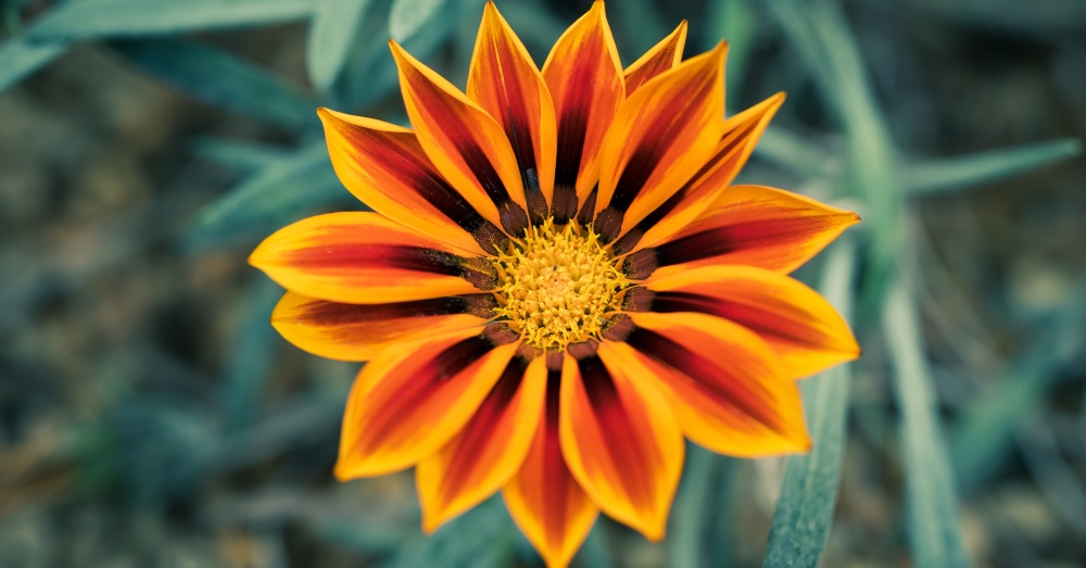 Cuidados de la gazania, una planta con flor muy resistente e ideal para principiantes