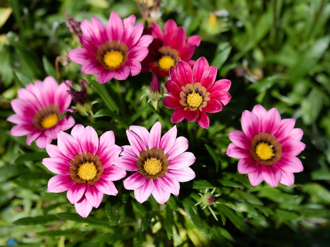 Gazania en flor