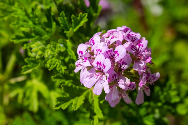 Geranio, una de las plantas de exterior de sol directo