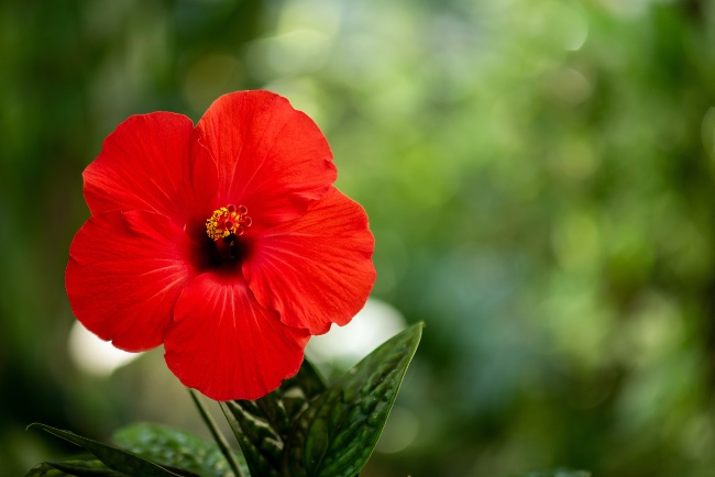 Hibisco en flor