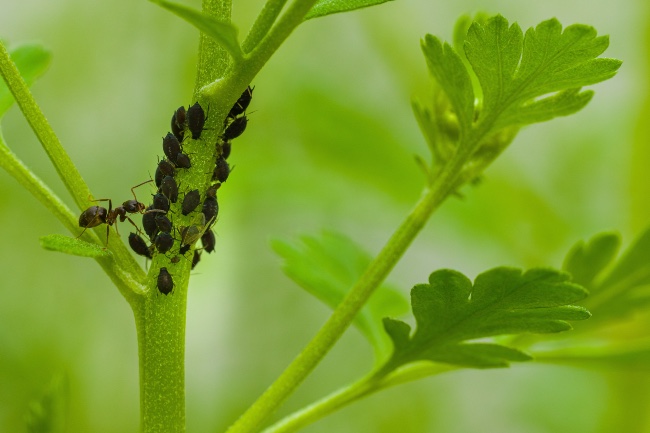 Pulgón y hormigas en las plantas