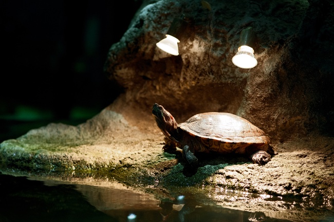 Iluminación para acuario de tortugas de agua