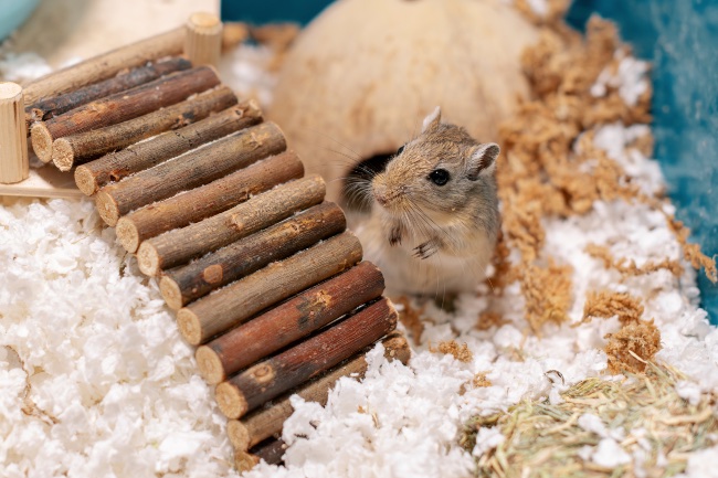 Juguetes para jerbo doméstico