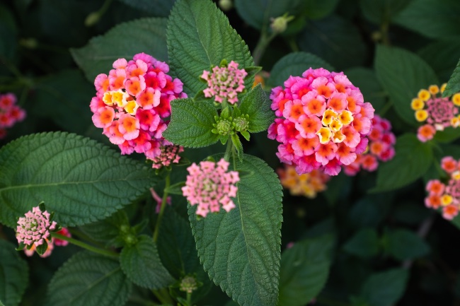 Lantana en flor