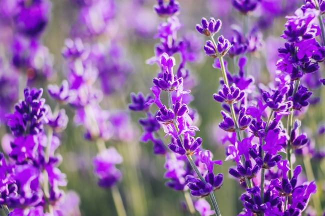 Lavanda, planta de exterior de sol directo