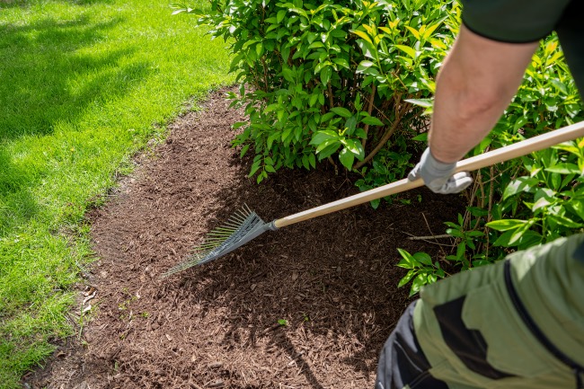 Mantener el jardín para evitar las plagas de hormigas