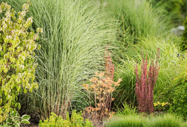 Plantas ideales para un jardín del caos
