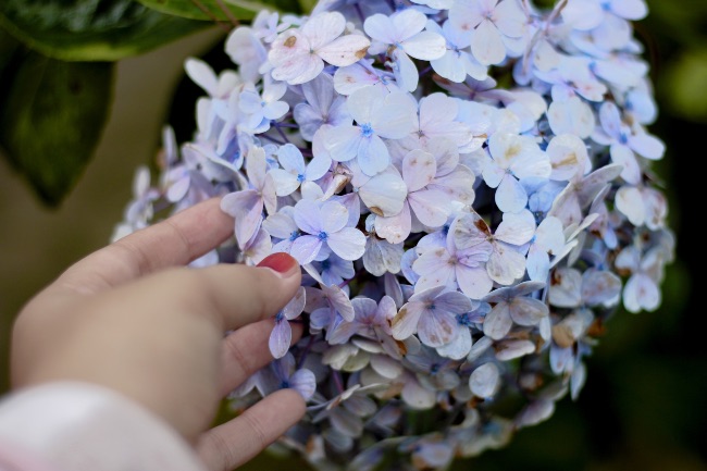 Plantas que no necesitan deadheading