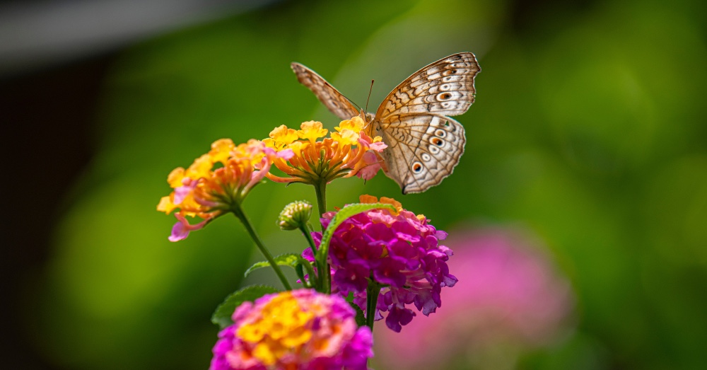 10 plantas resistentes al sol directo ideales para alegrar tu verano