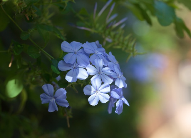 Plumbago