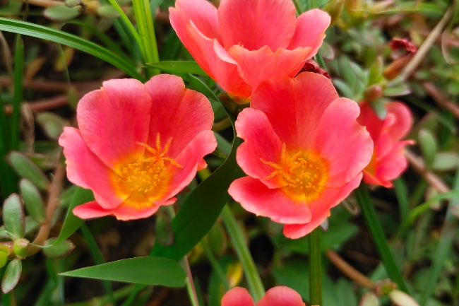 Portulaca