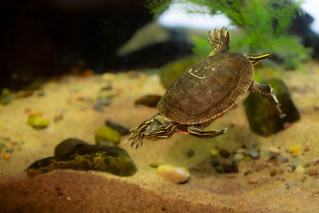 Tortuga de agua nadando en un acuaterrario para tortugas.