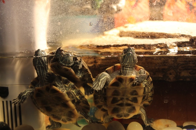 Tortugas de agua