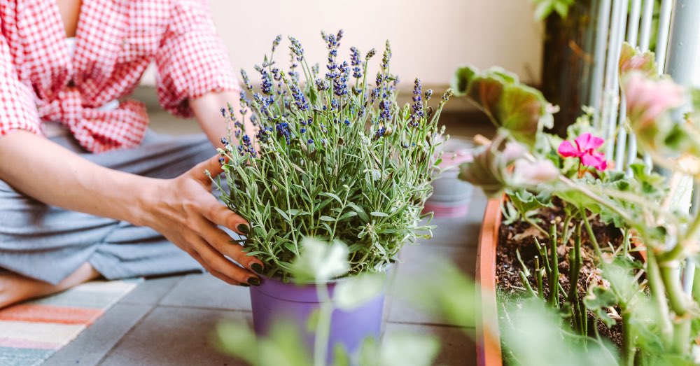 ¿Cuándo florece la lavanda? Calendario de floración por variedades