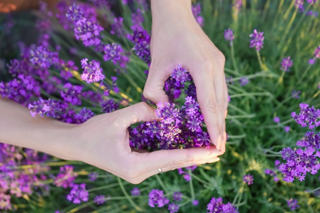 Plantas de Lavanda en Verdecora