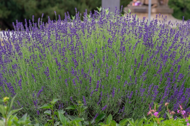 Lavanda inglesa