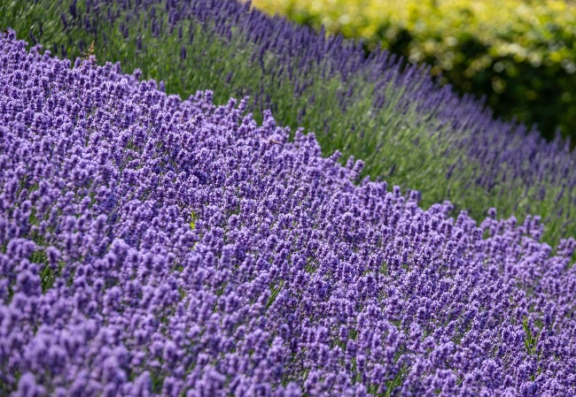 Lavandín o Lavandula x intermedia