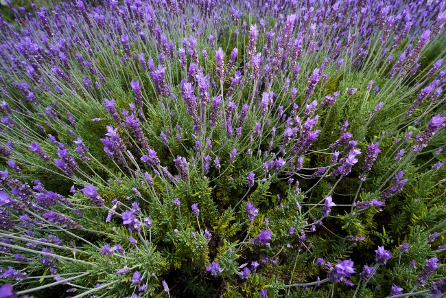 Lavanda francesa