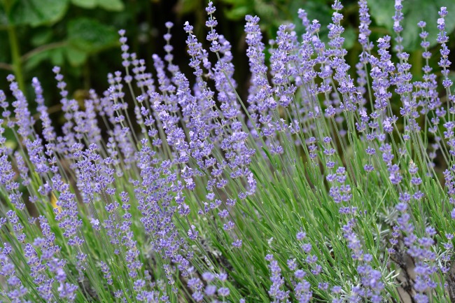 Lavanda latifolia o lavanda portuguesa