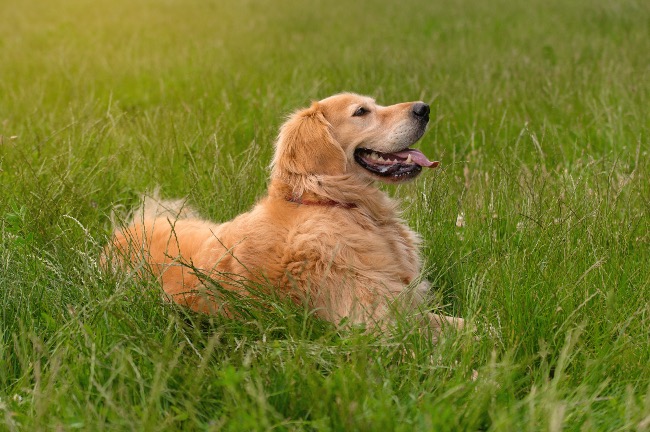 Perro jadeando en verano