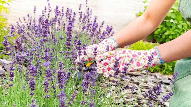 La poda, un aspecto que incide en cuándo florece la lavanda